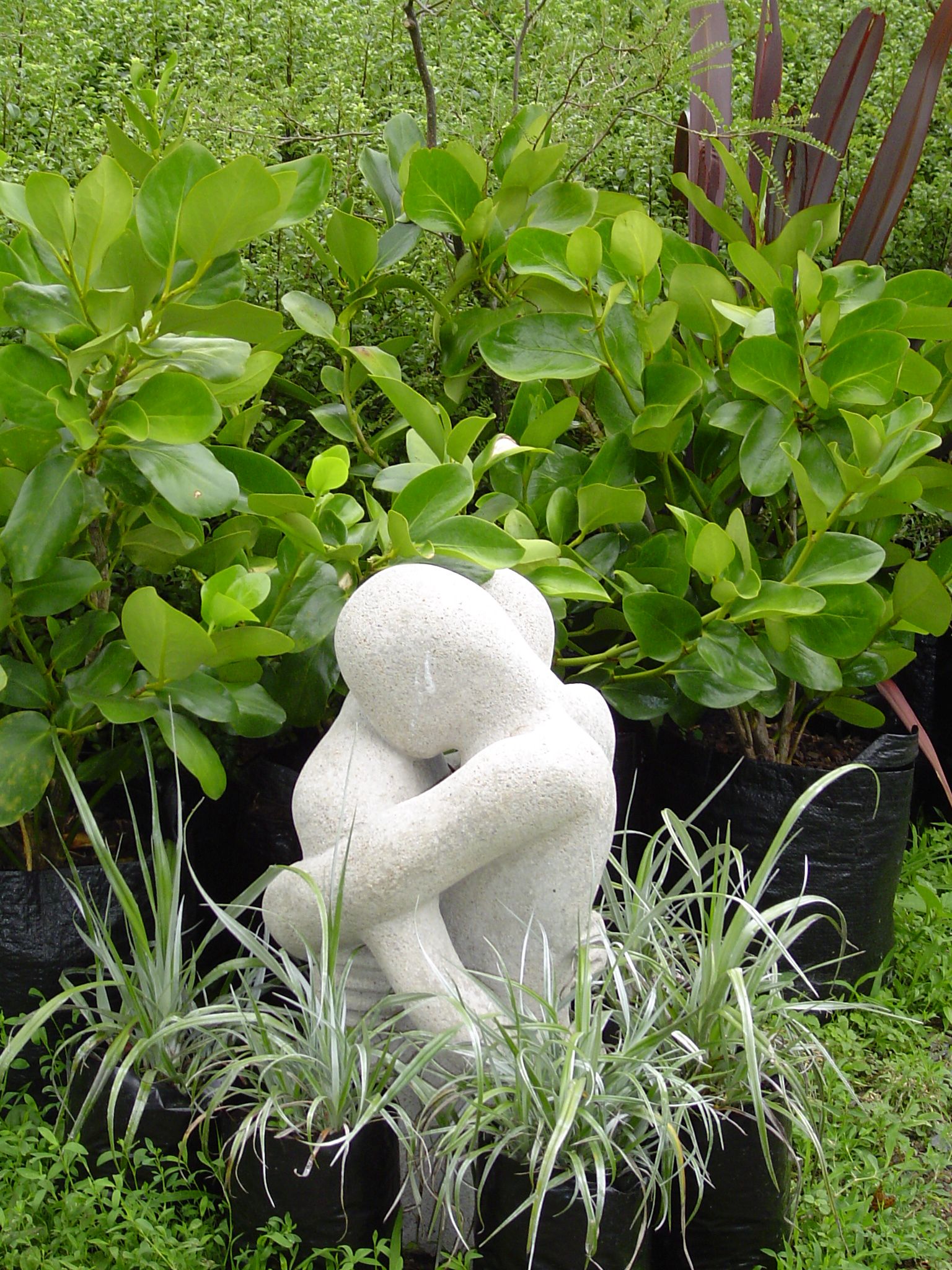Griselinia Lucida Astelia Forest Floor Tree Nursery Price List Native Plants