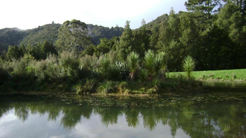 Forest Floor tree nursery local landscaping job using manuka and cabbage trees