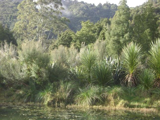 native forest restoration in Northland