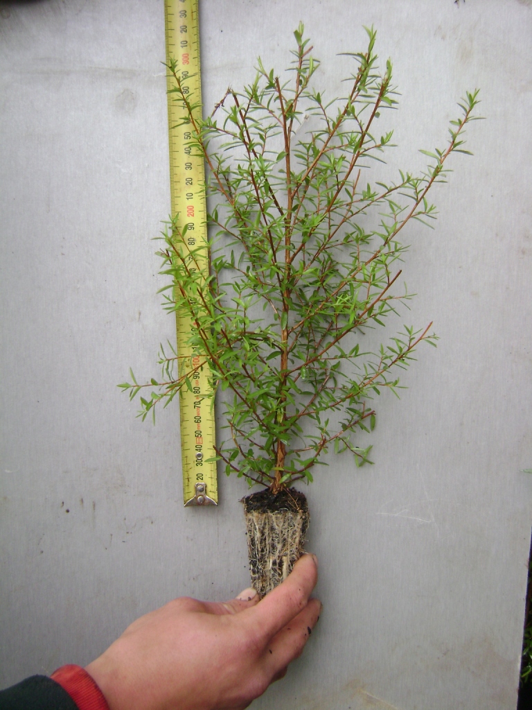 graded manuka plant 6 month old