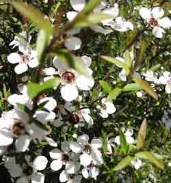 manuka leptospermum scoparium flowers