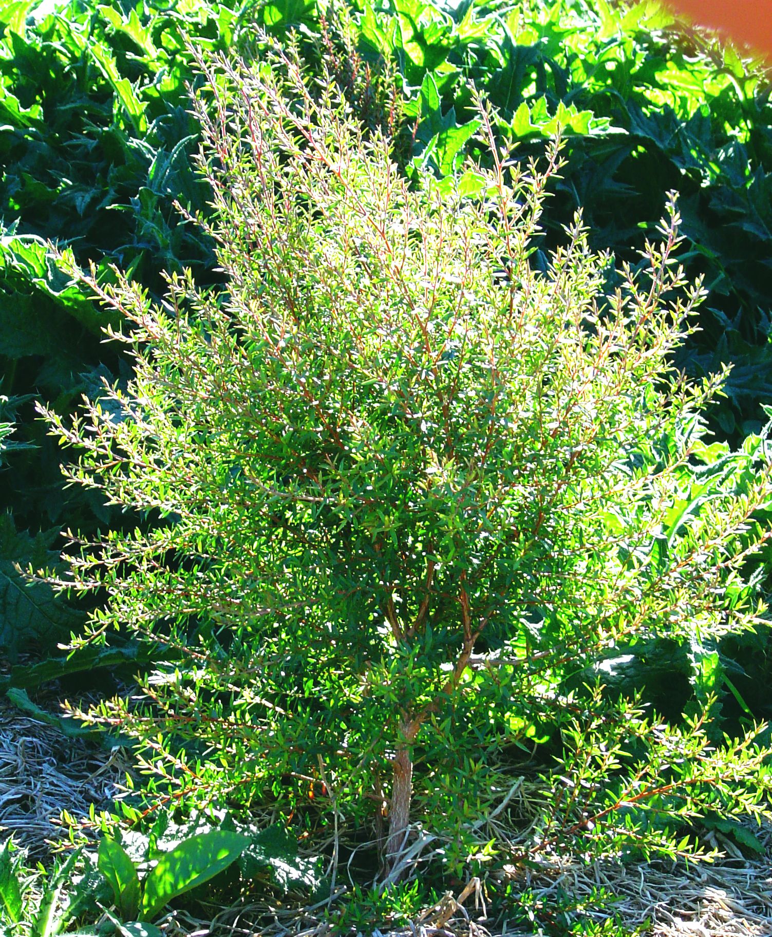 small manuka leptospermum scoparium forest floor tree nursery nz