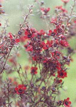 red manuka flowers