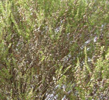 seed pods on manuka