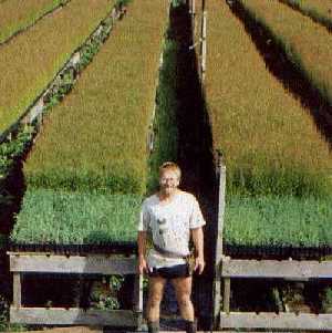 simon with a tree nursery crop of manuka plants grown in northland