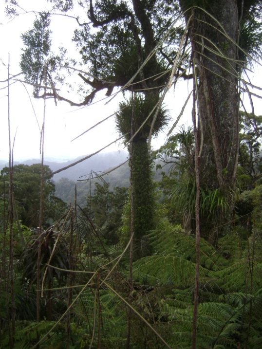 lancewood faorest in Tangihua Northland