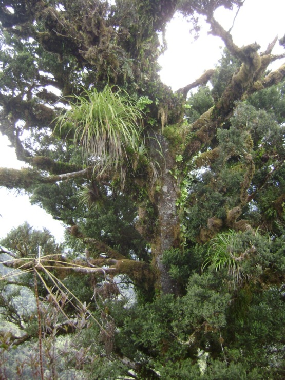 matai tree in Tangihuas