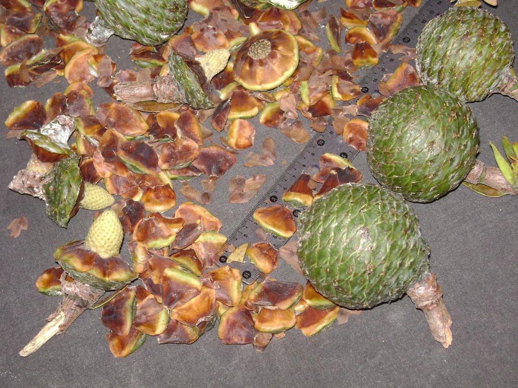 kauri cones opening