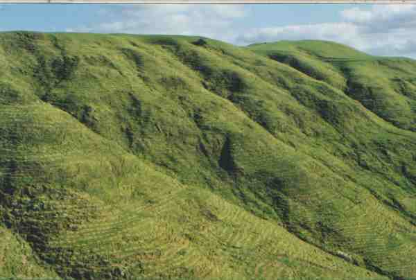 big revegetation jopb ready to plant